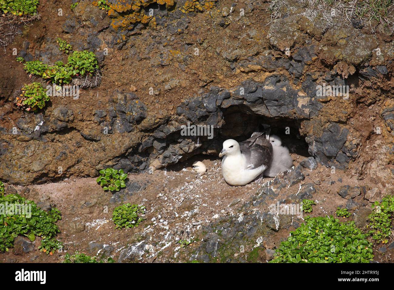 Eissturmvogel / Northern fulmar / Fulmarus glacialis Stock Photo