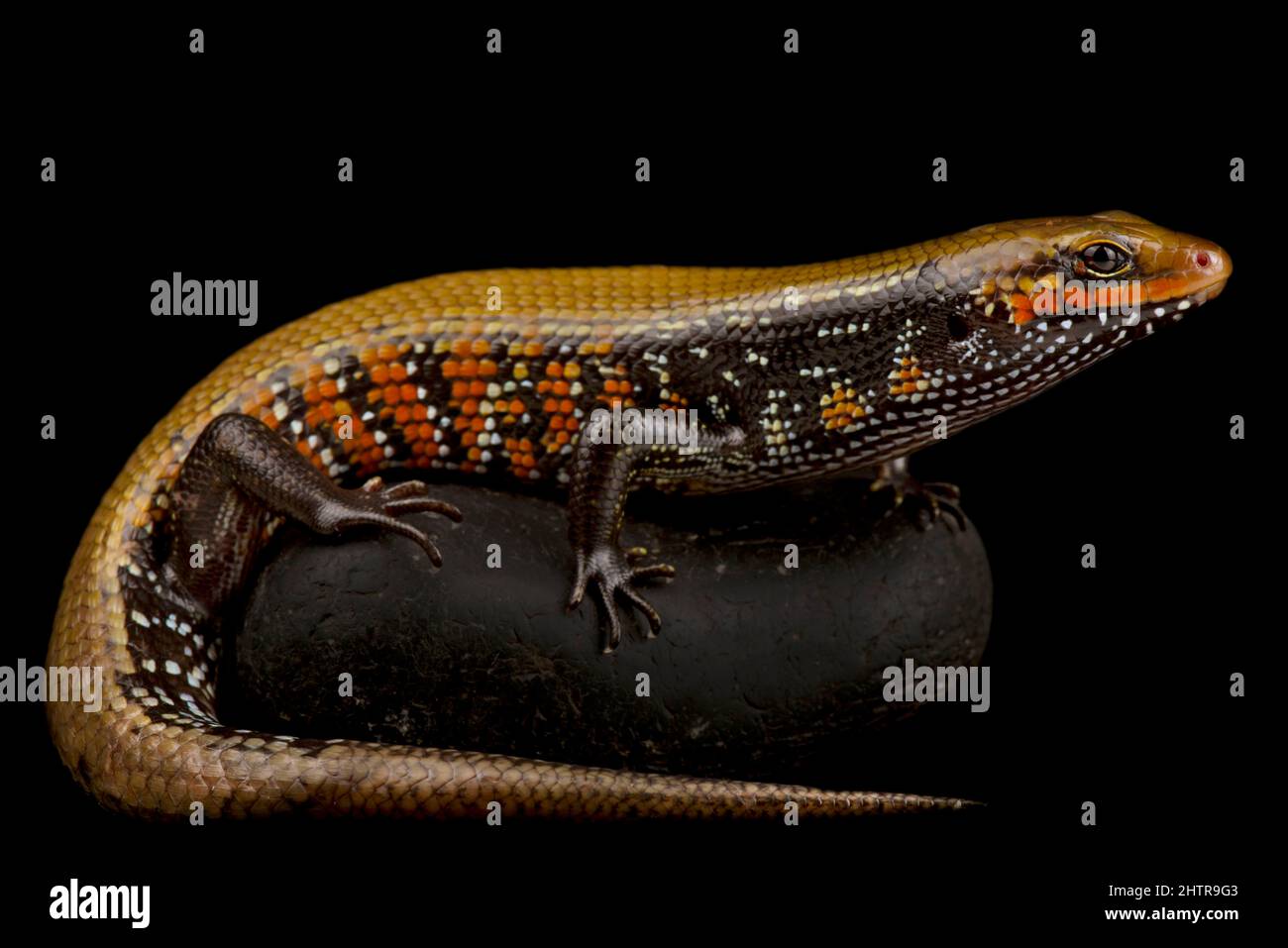 Fire skink (Mochlus fernandi) Stock Photo