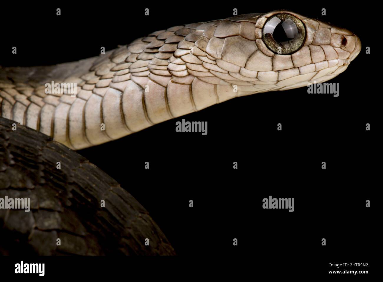 Western black tree snake (Thrasops occidentalis) Stock Photo