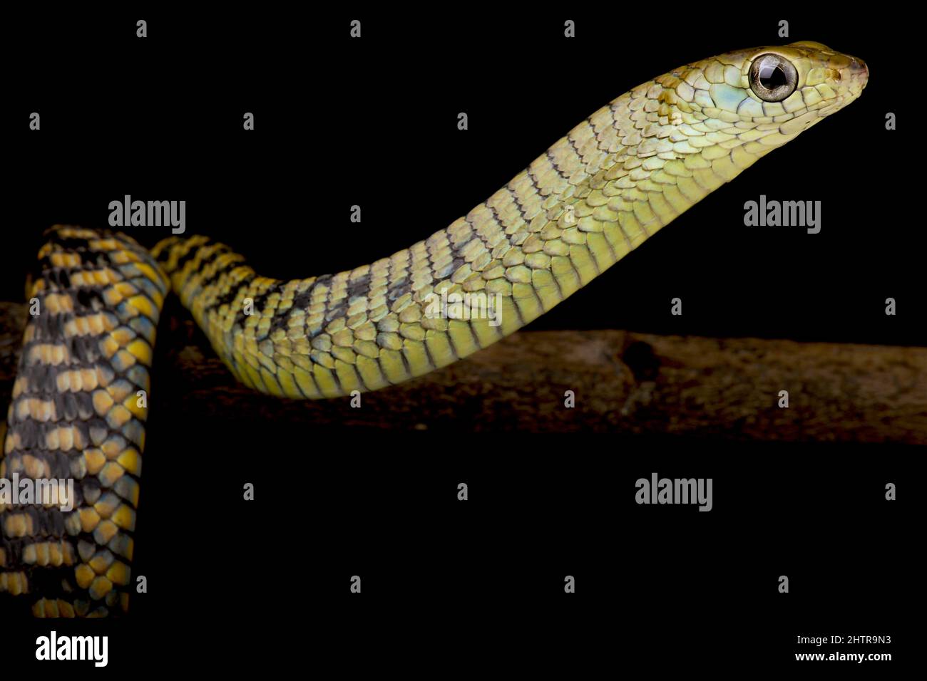 Western black tree snake (Thrasops occidentalis) juvenile Stock Photo