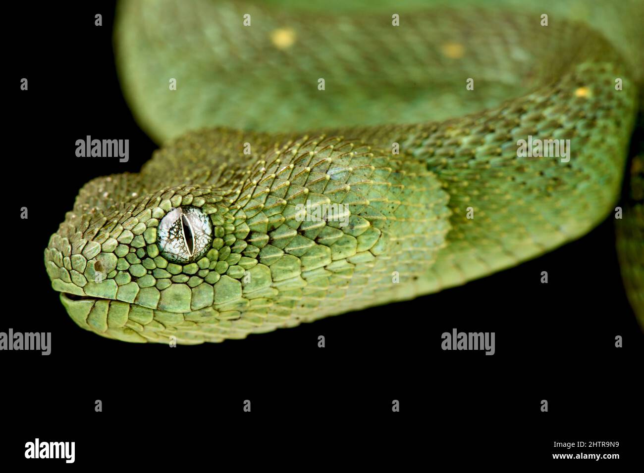 Portrait of Bush viper (Atheris squamigera) on black back ground Stock  Photo - Alamy