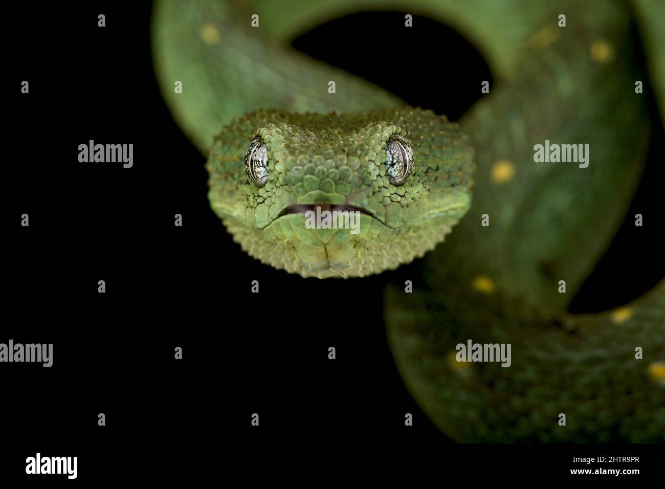 West African Green Bush Viper (Atheris chlorechis) / NATURE's WINDOW