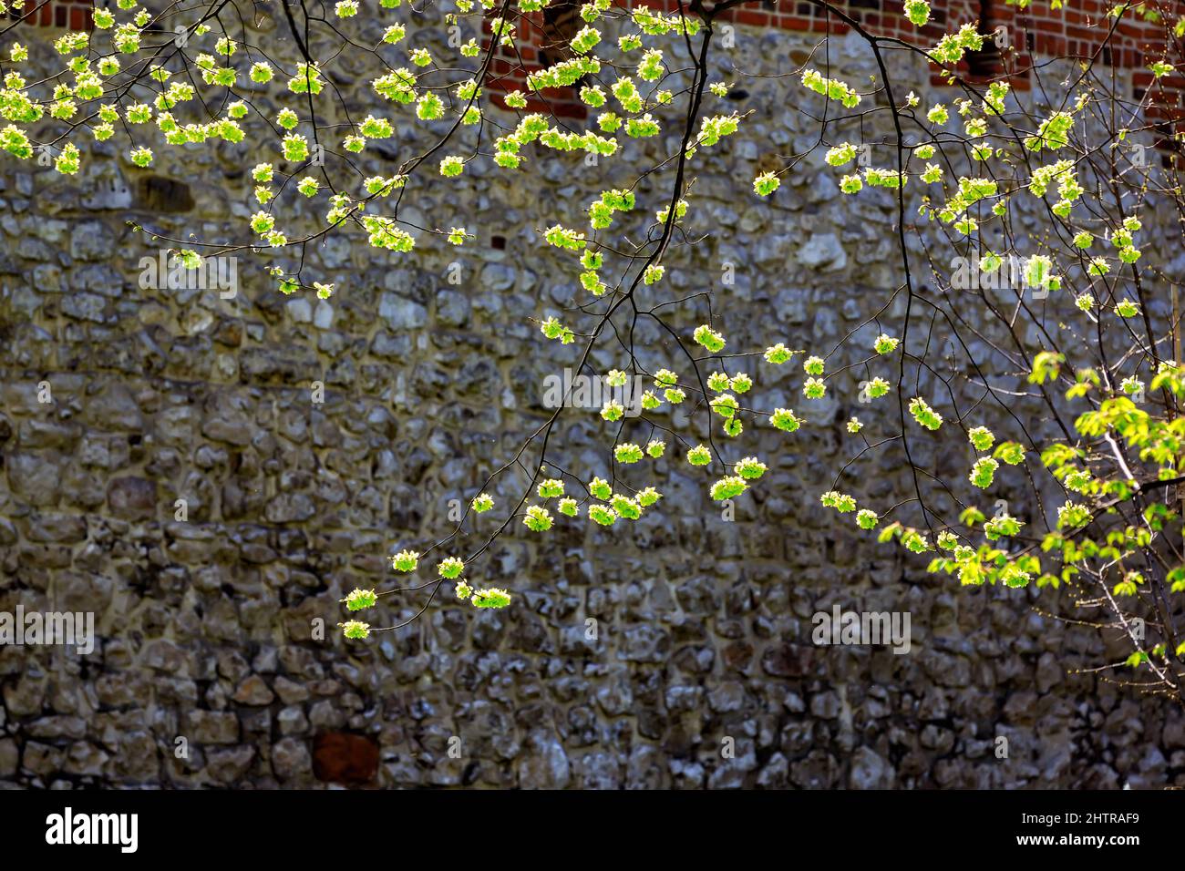 Beautiful shot of a tree foliage on a stone wall background Stock Photo