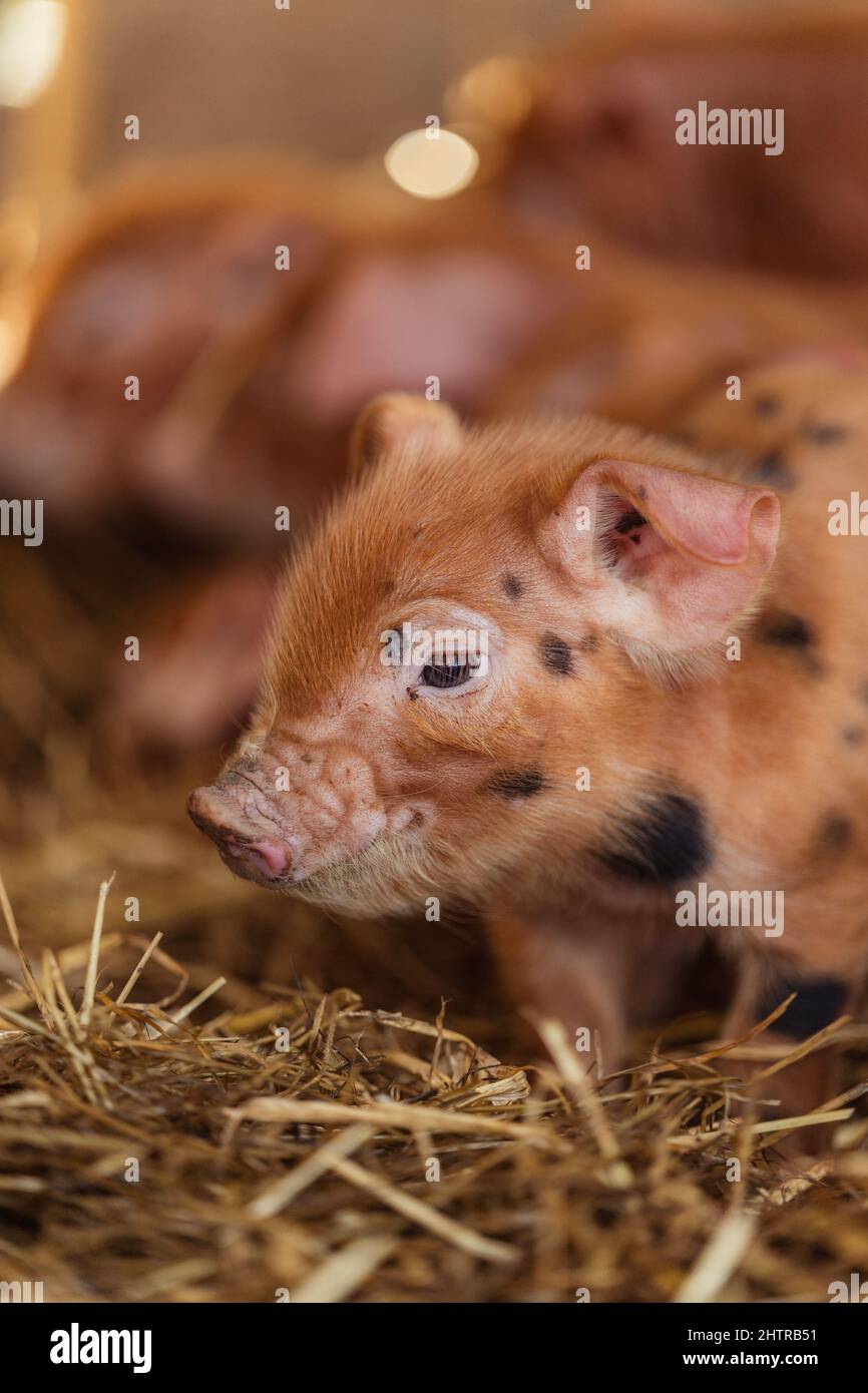 Gloucester Old Spot Tamworth Cross Rare Breed Piglet on Farm | Domestic Pigs with Black Spots Stock Photo