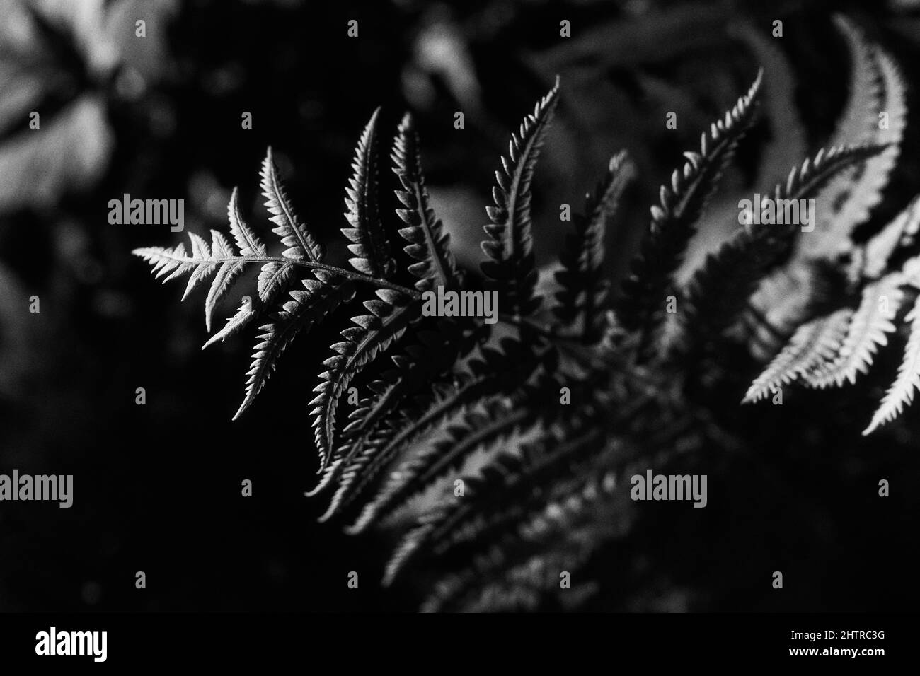 Selective focus of a fern Stock Photo Alamy