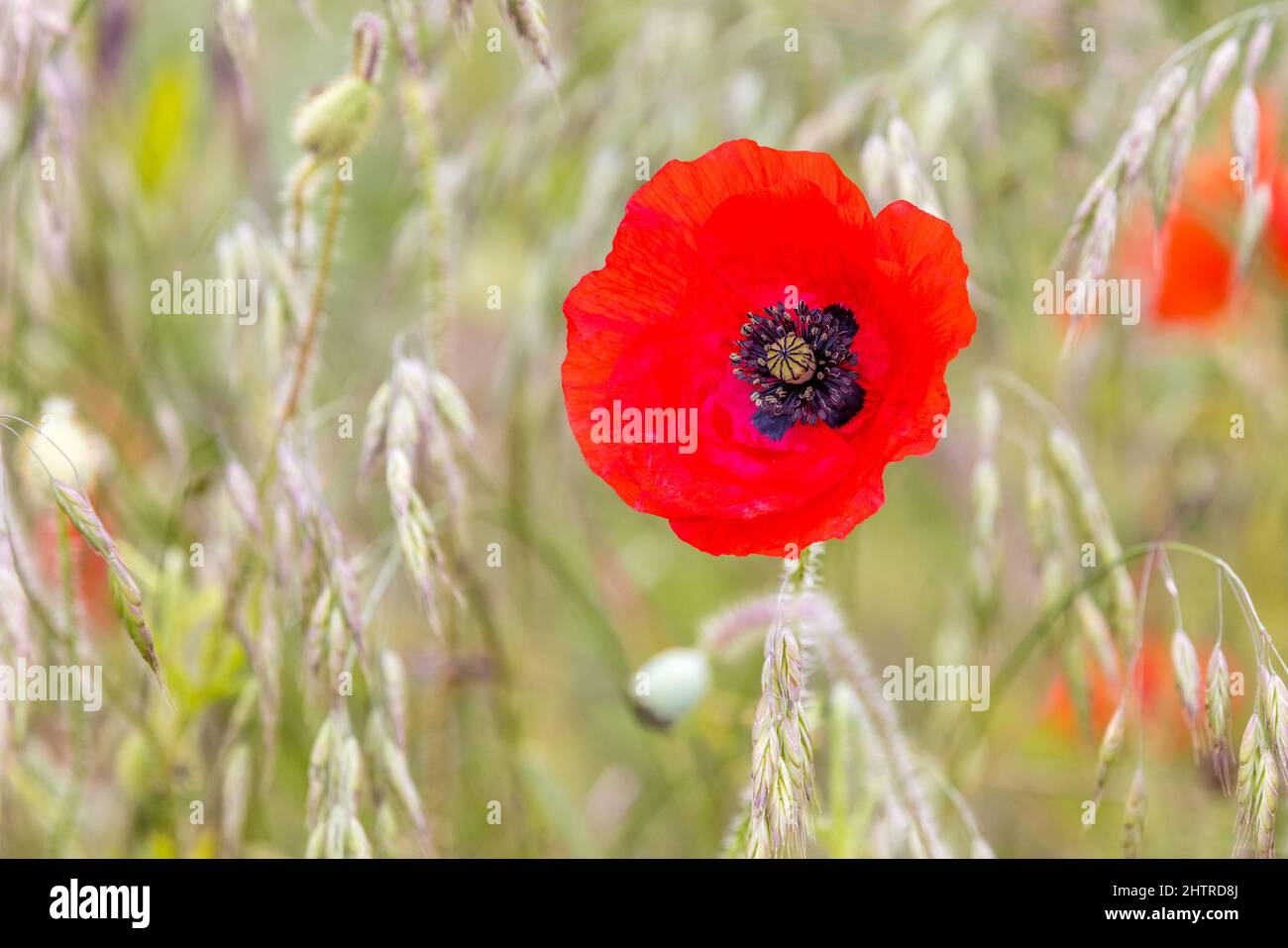 Red poppy flower with grass hi-res stock photography and images - Alamy