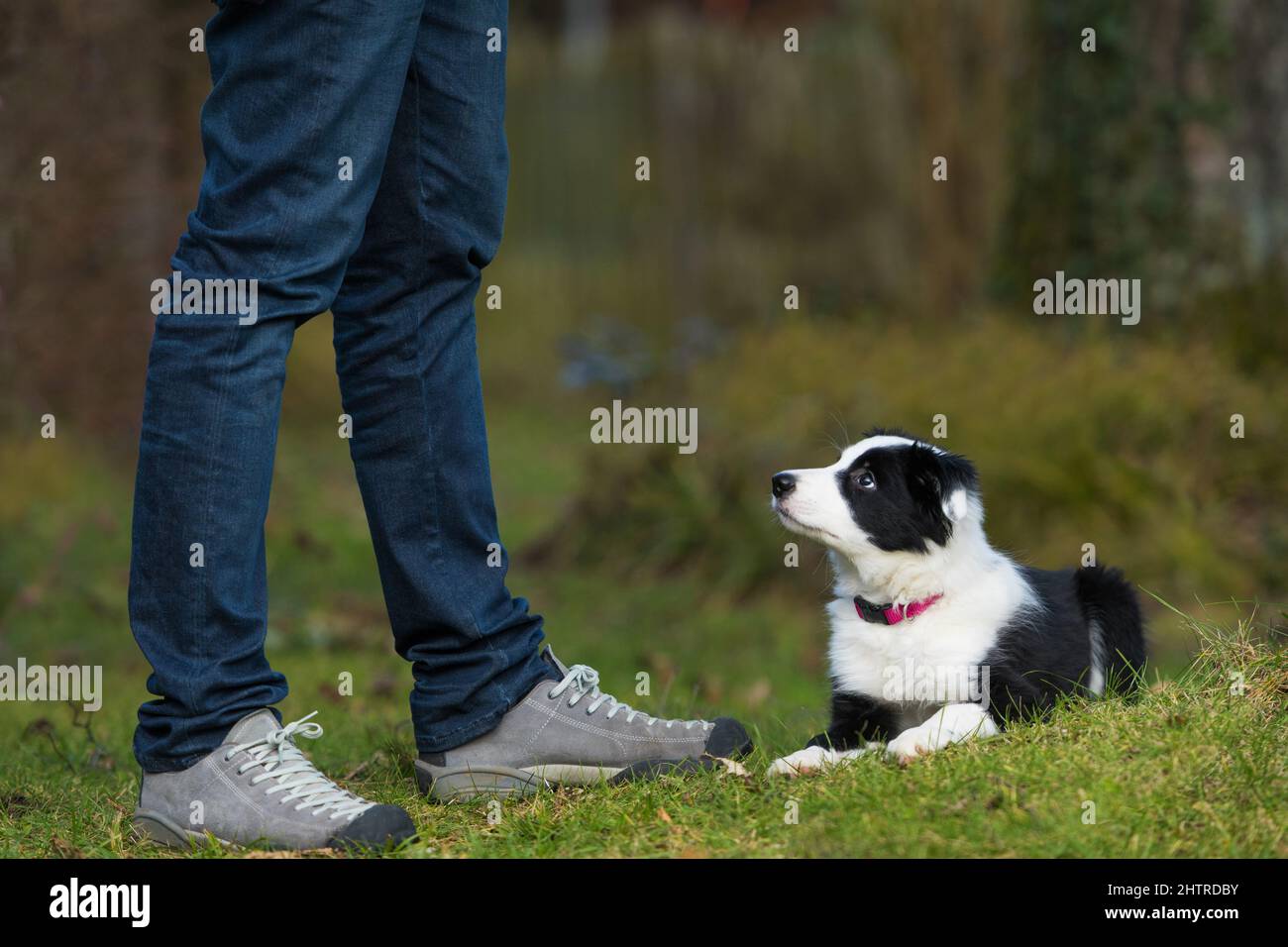 Border collie puppy in a spring meadow Stock Photo - Alamy