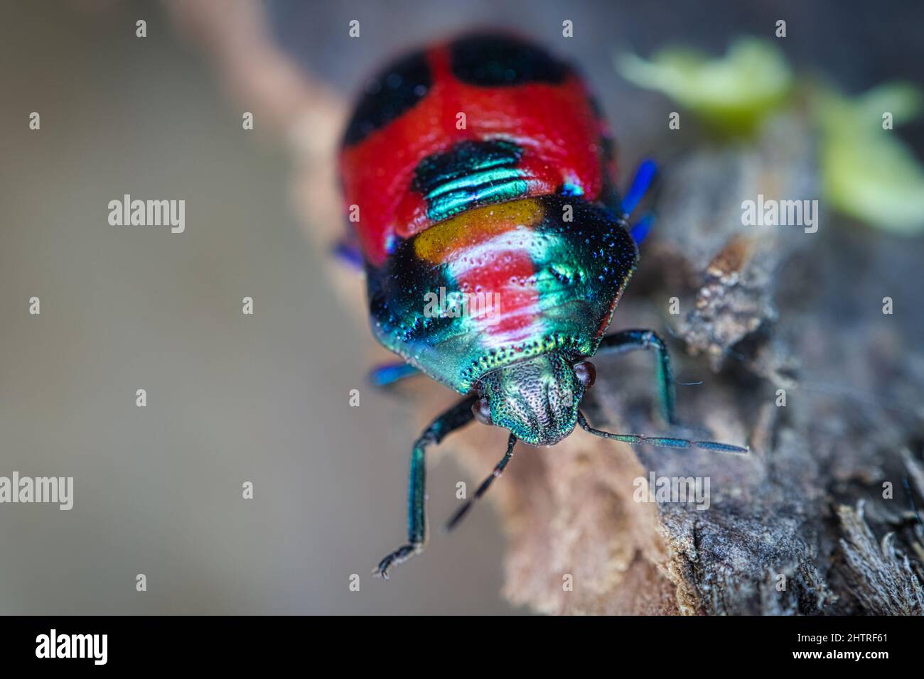 Closeup of a Chrysolina cerealis on a tree Stock Photo Alamy
