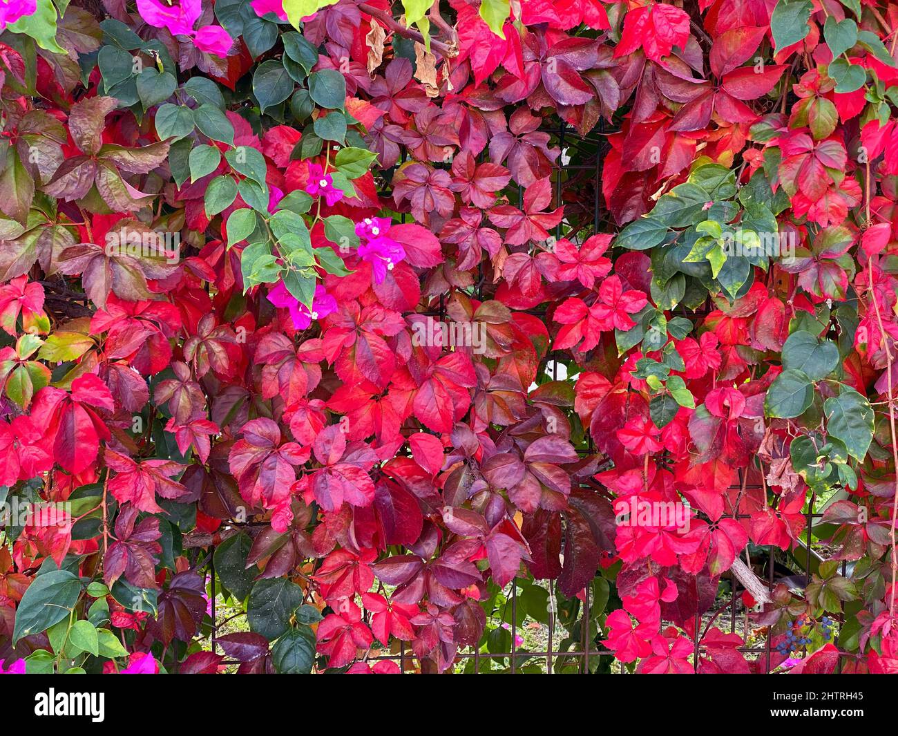 Tangled ivy plants in autumn with red and green leaves cover a fence and bougainvillaea branch