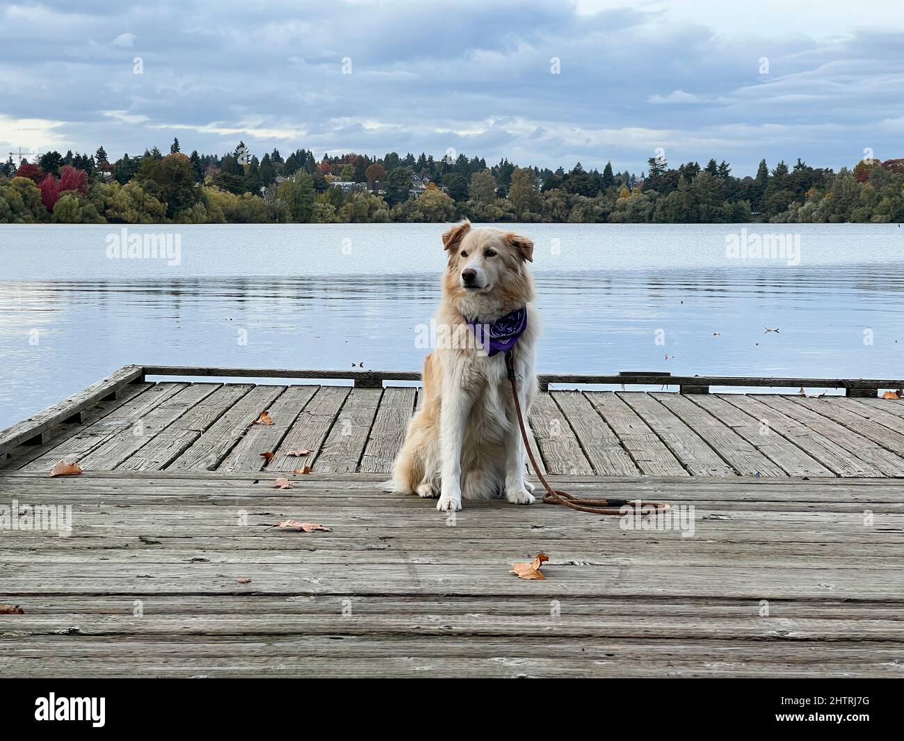 Dog sitting on a dock at Greenlake Park in Seattle Stock Photo Alamy