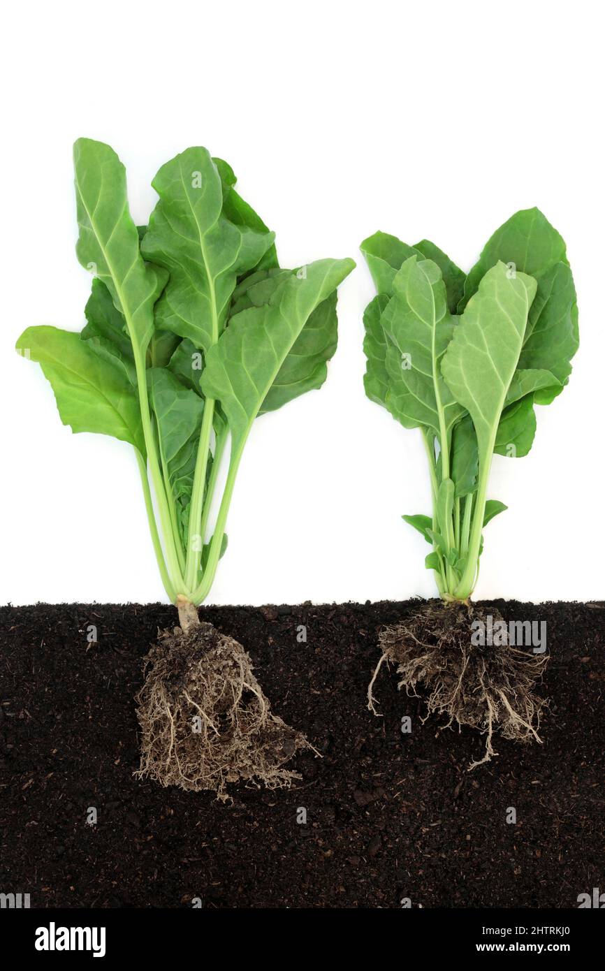 Spinach plants growing in soil with root ball, cross section view with root ball. Immune