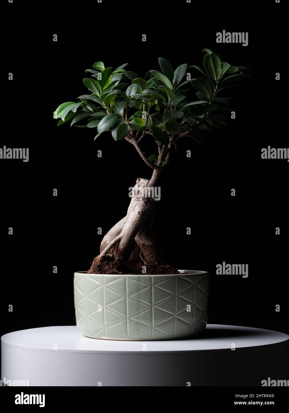 Vertical shot of a bonsai in a white pot on a white table against a black background Stock Photo
