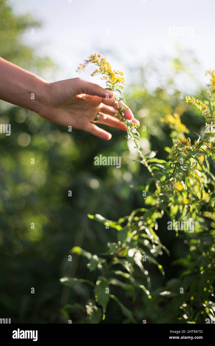 Woman’s hand gently touching a goldenrod plant in bright sunlight Stock