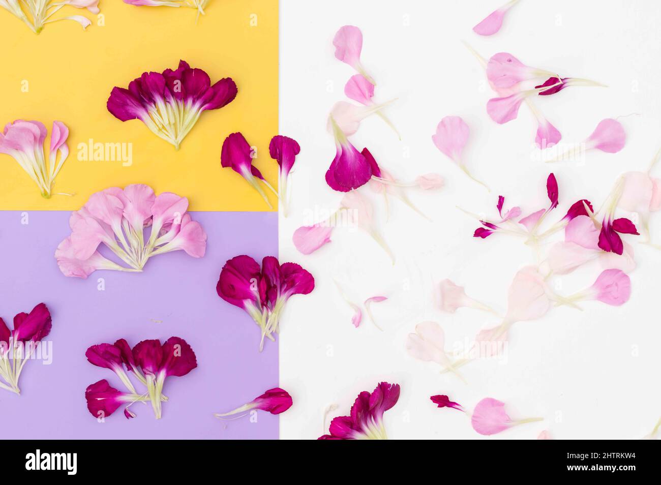 Scattered petals on purple yellow and white floral flat lay Stock Photo
