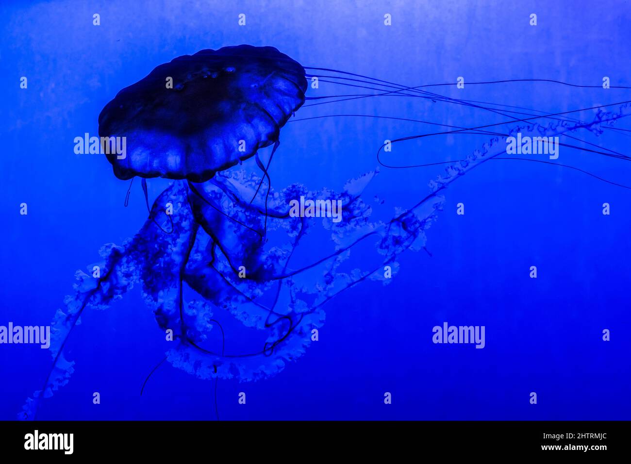 Lion's Mane Jellyfish- Cyanea capillata Stock Photo
