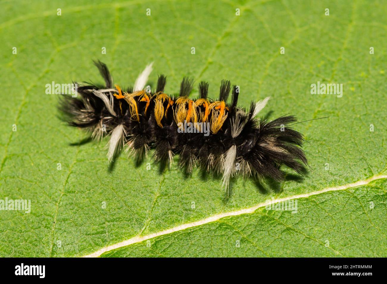 Milkweed Tussock Moth Caterpillar- Euchaetes egle Stock Photo