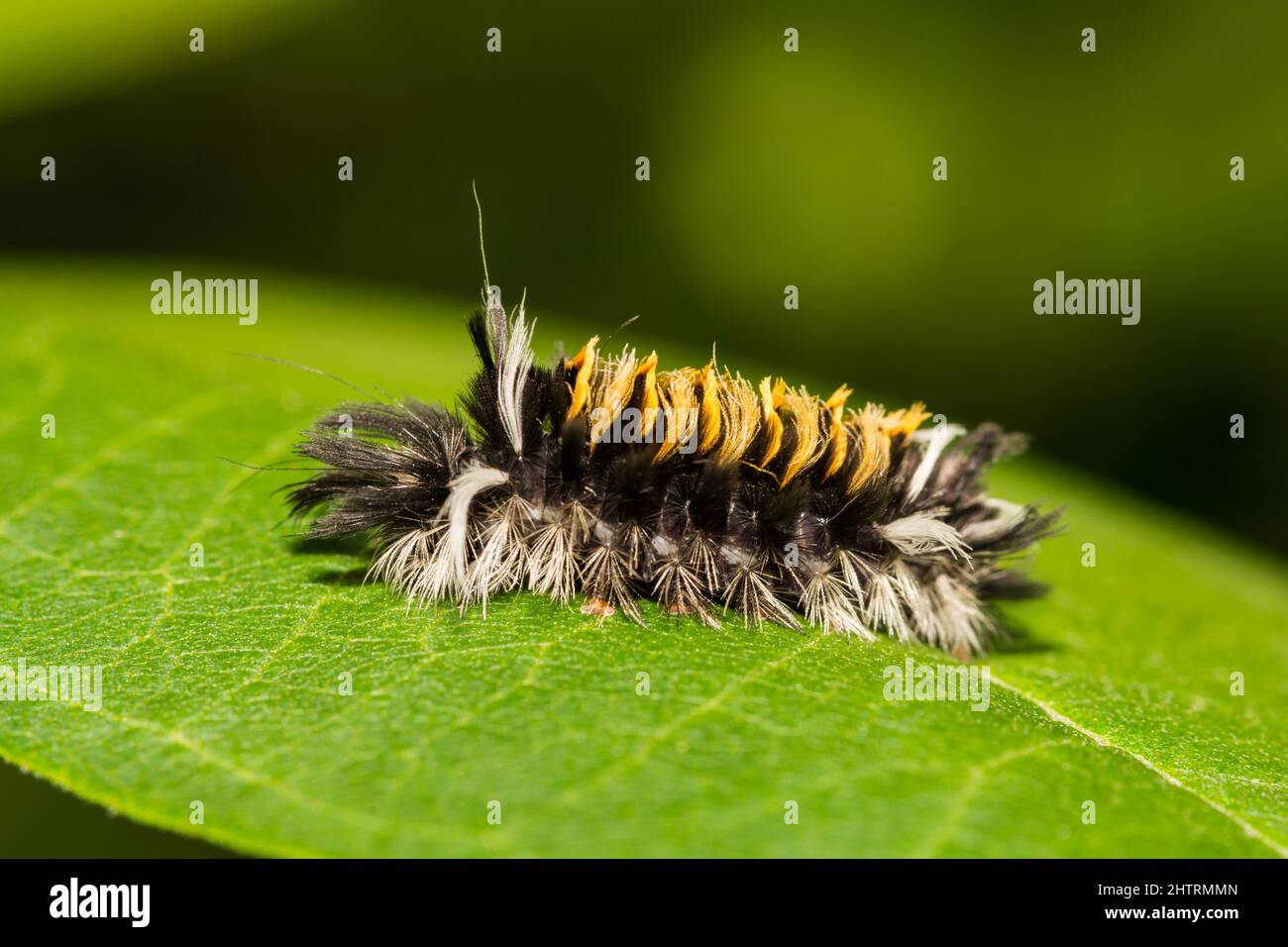 Milkweed Tussock Moth Caterpillar- Euchaetes egle Stock Photo