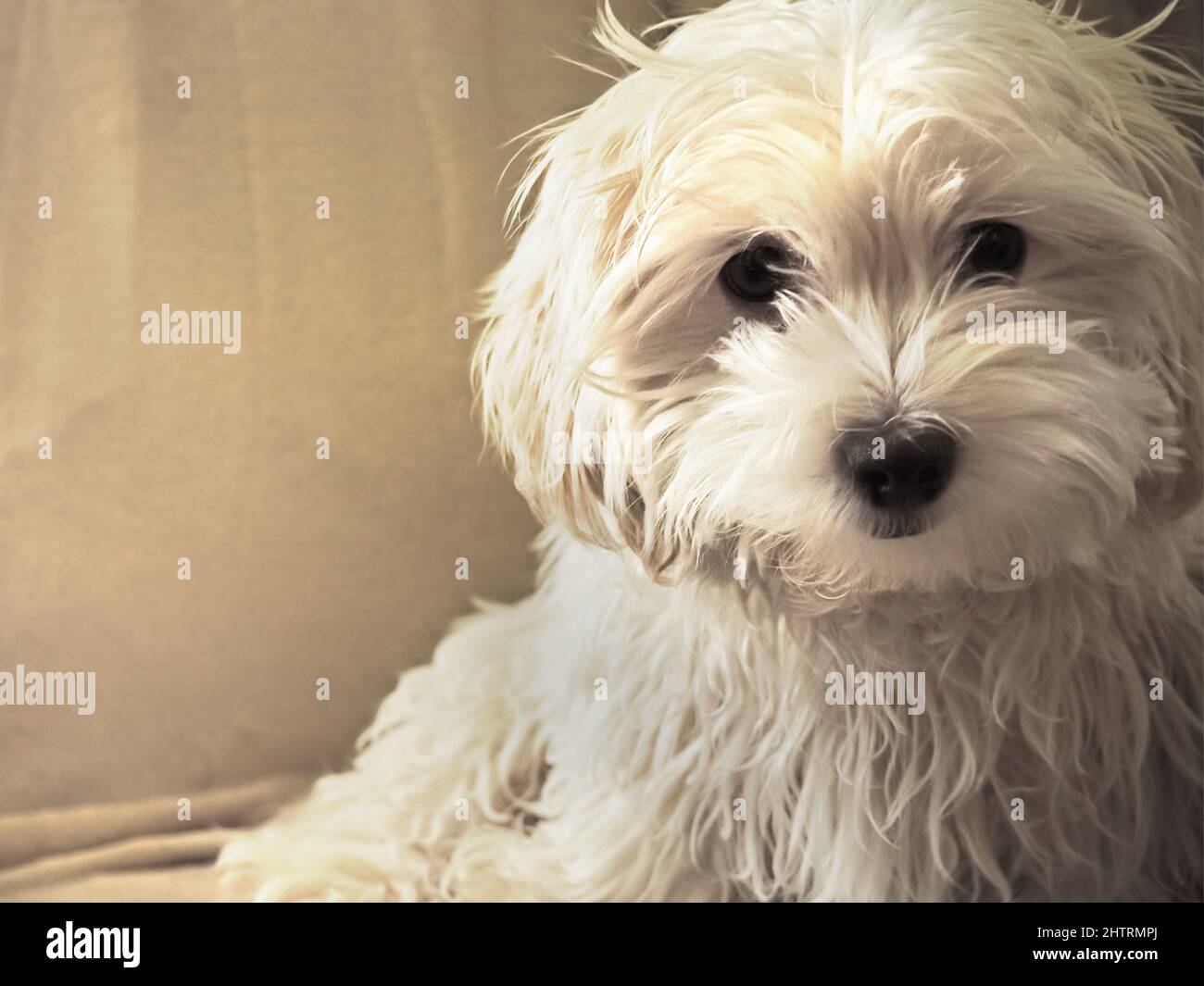 Four month old Maltese-Bichon puppy portrait Stock Photo