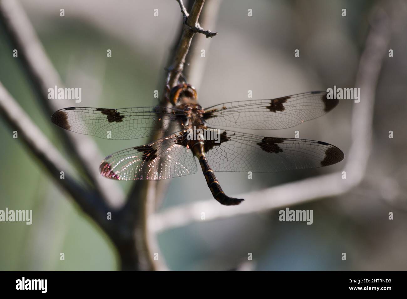 Common Whitetail Dragonfly on the twig in the forest against a gray