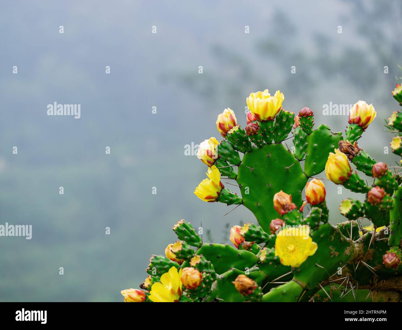Overcast view of the opuntia cactus blossom at Kinmen, Taiwan Stock Photo