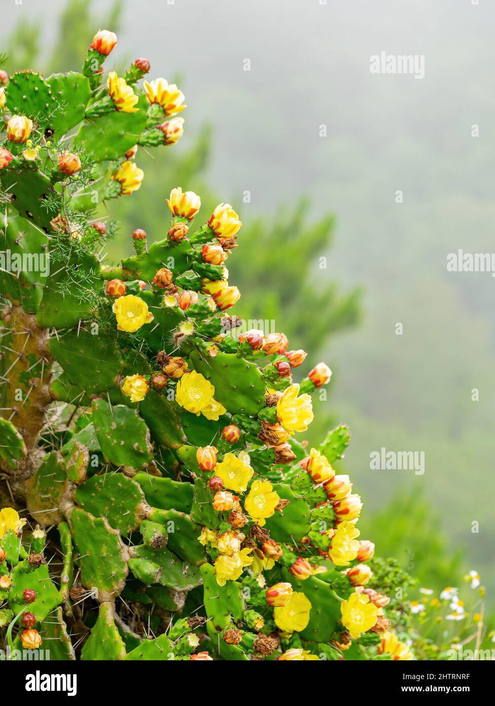 Overcast view of the opuntia cactus blossom at Kinmen, Taiwan Stock Photo