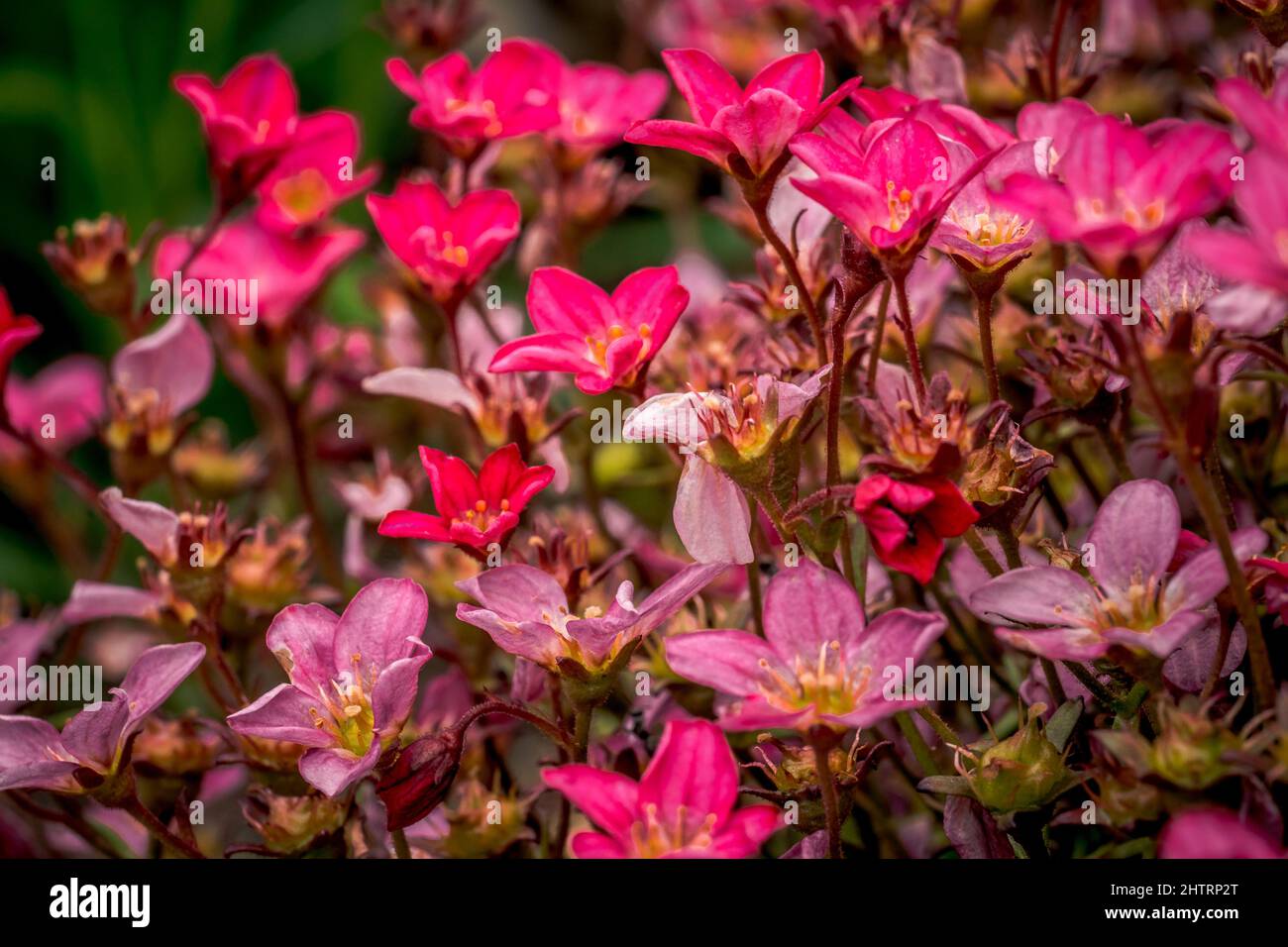 Selective focus shot of pink irish saxifrage Stock Photo