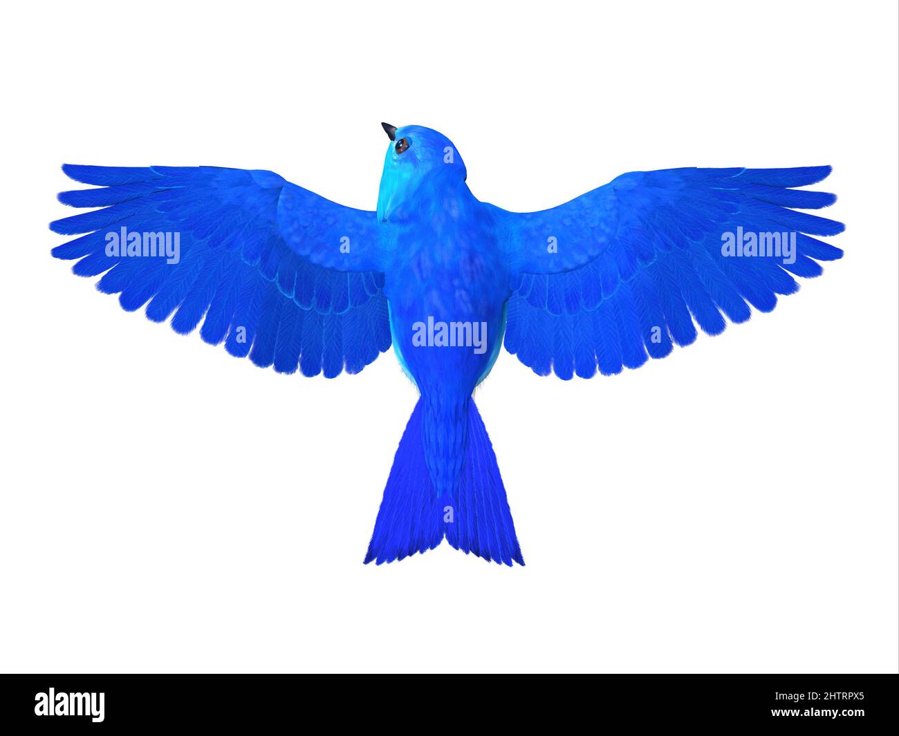 The Bluebird of Happiness is a symbol of joy and looking forward to better times in the future. Stock Photo