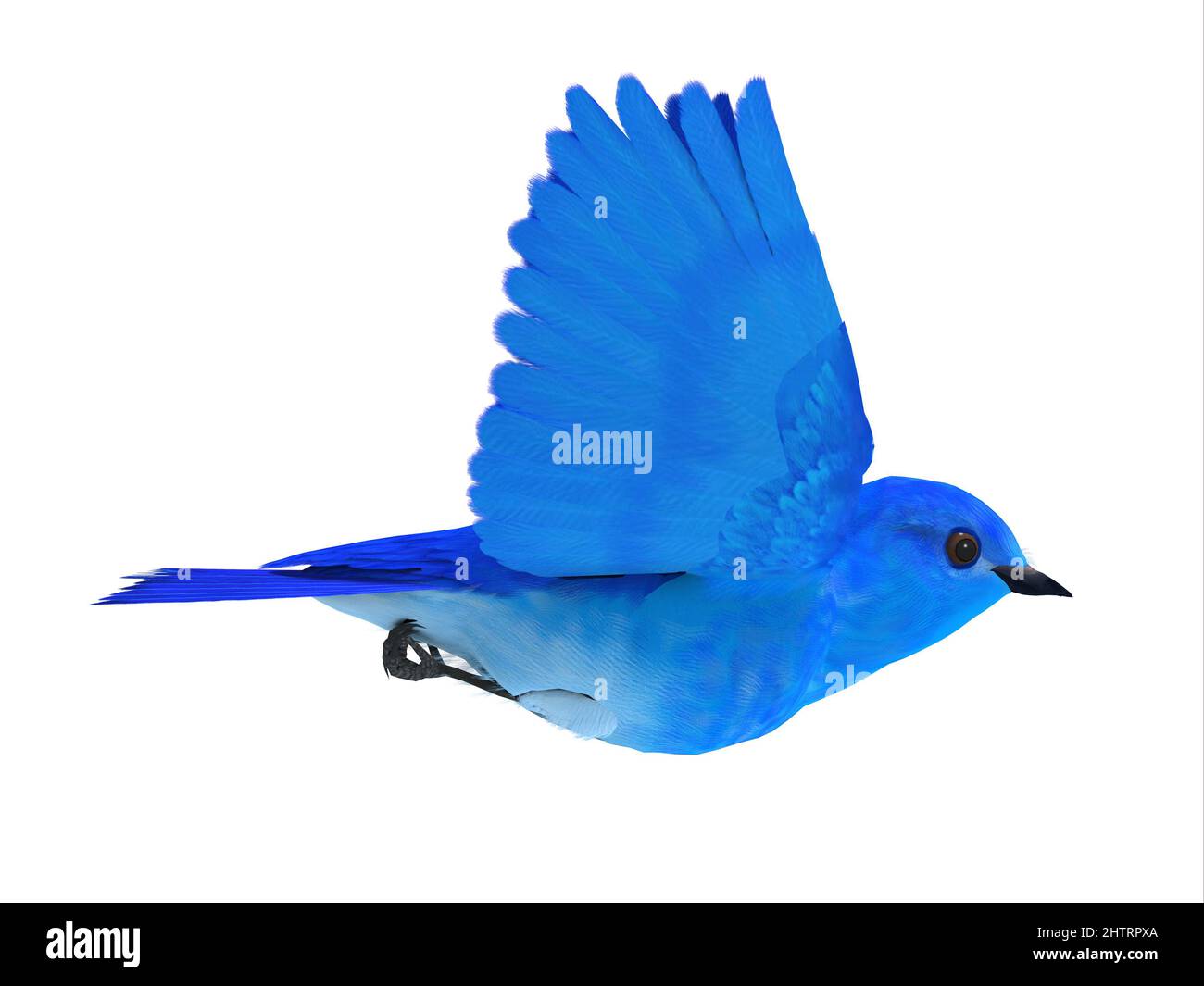 The Bluebird of Happiness is a symbol of joy and looking forward to better times in the future. Stock Photo