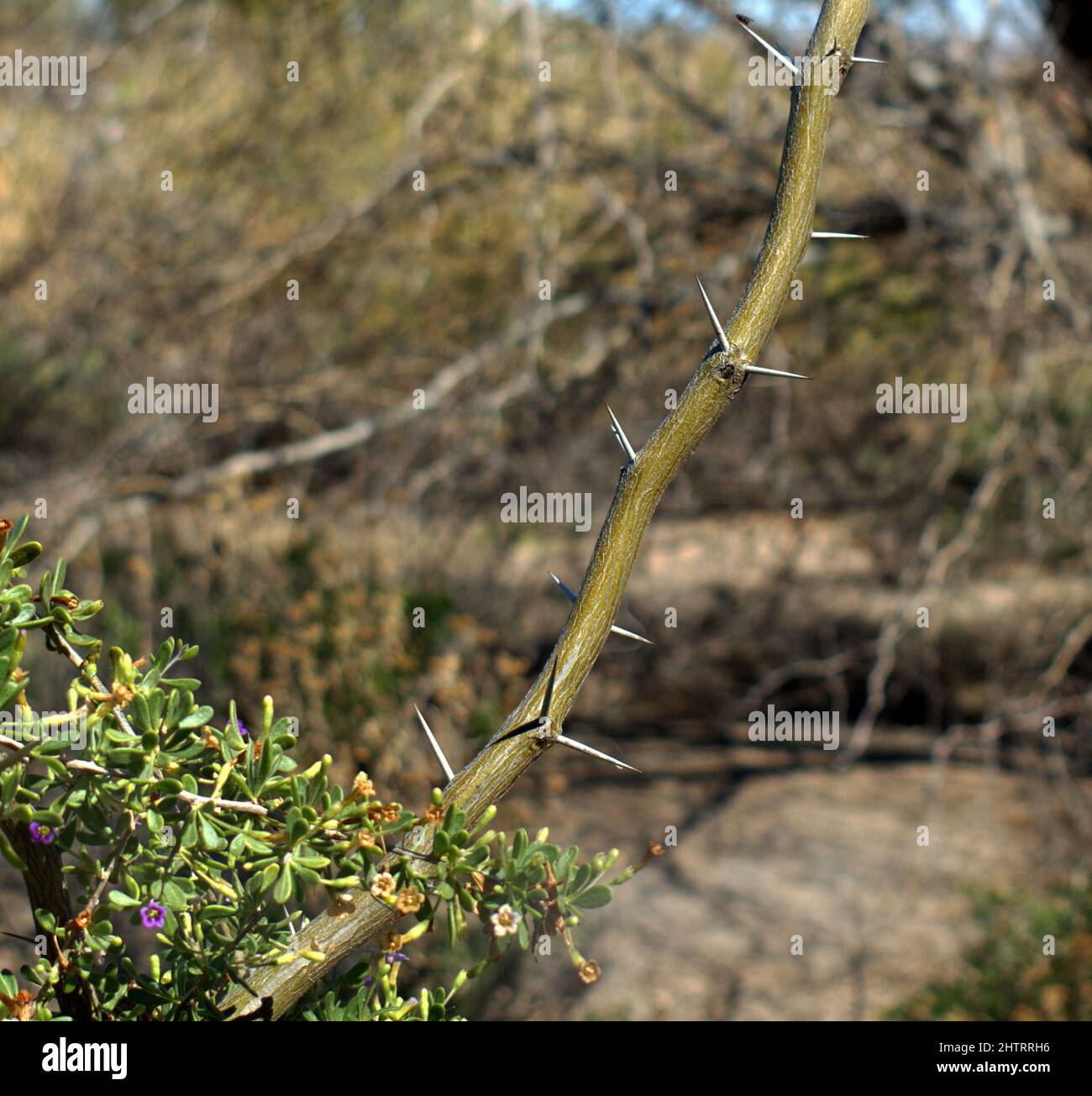 Thorns on Tree Stock Photo