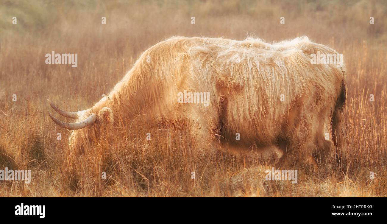 Scottish highland cow in the field Stock Photo - Alamy