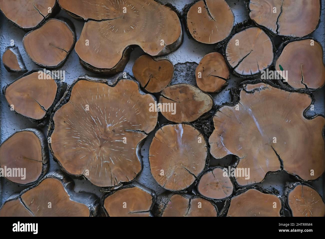 Fragment of street wall decoration of slices cross sections tree trunks as background.Recycling and reuse concept  Stock Photo