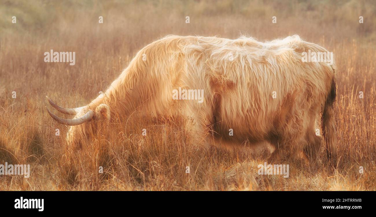 Scottish highland cow in the field Stock Photo - Alamy