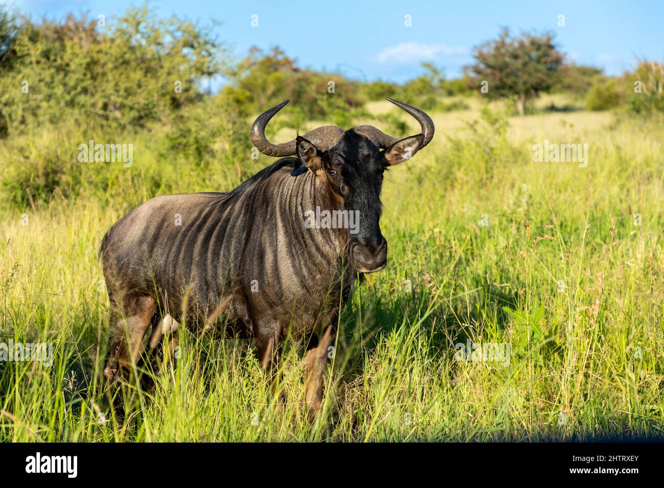 wildebeest in the African savannah in the Kruger National Park in South Africa, Also known as a Gnu Stock Photo