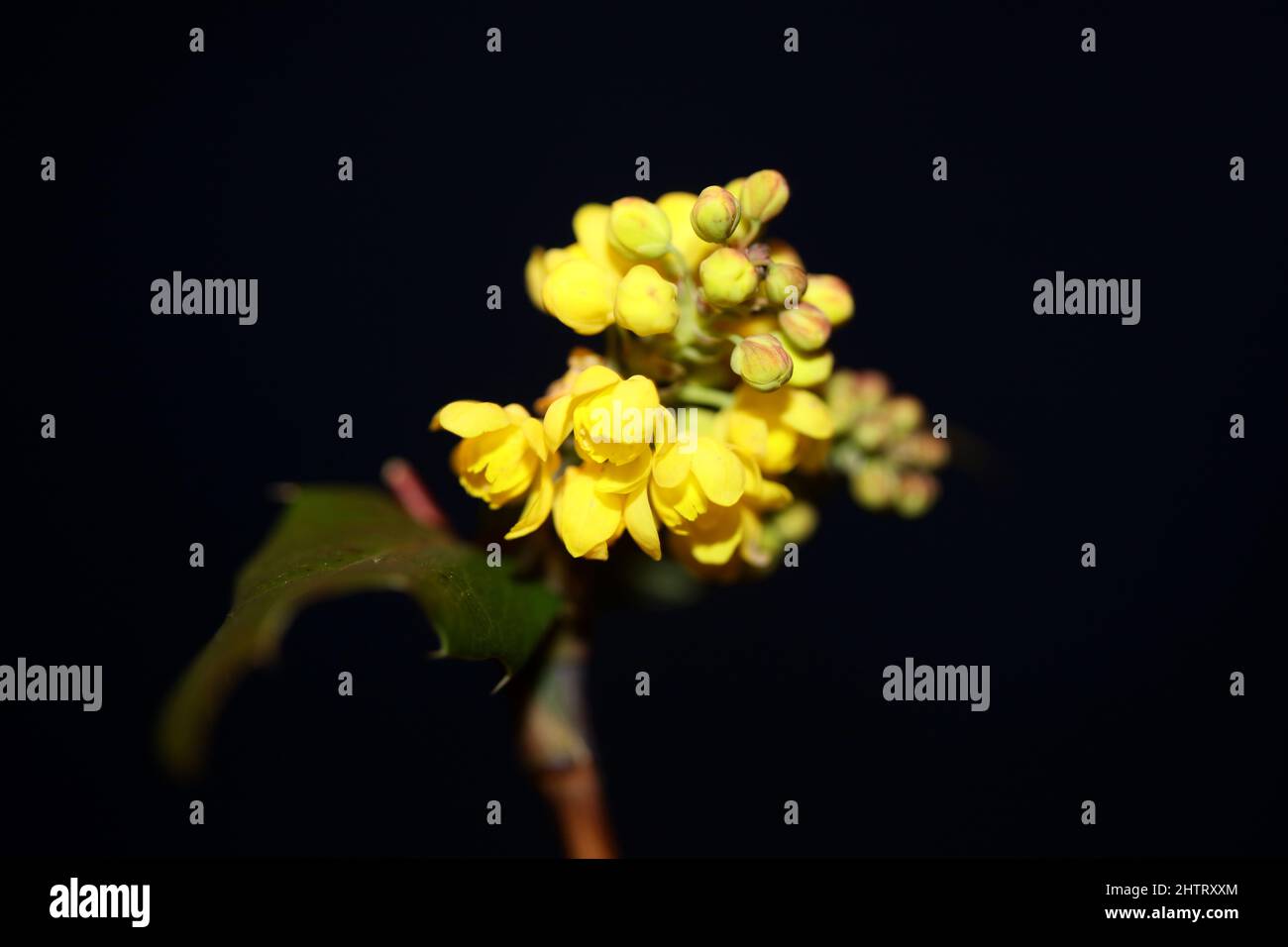 Flower blossoming Berberis aquifolium family berberidaceae macro background modern high quality big size prints Stock Photo