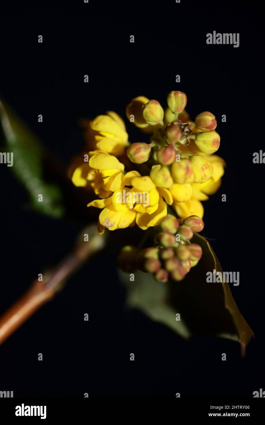 Flower blossoming Berberis aquifolium family berberidaceae macro background modern high quality big size prints Stock Photo