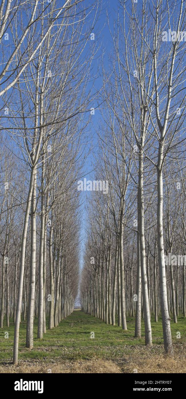 Vertical shot rows trees hi-res stock photography and images - Alamy