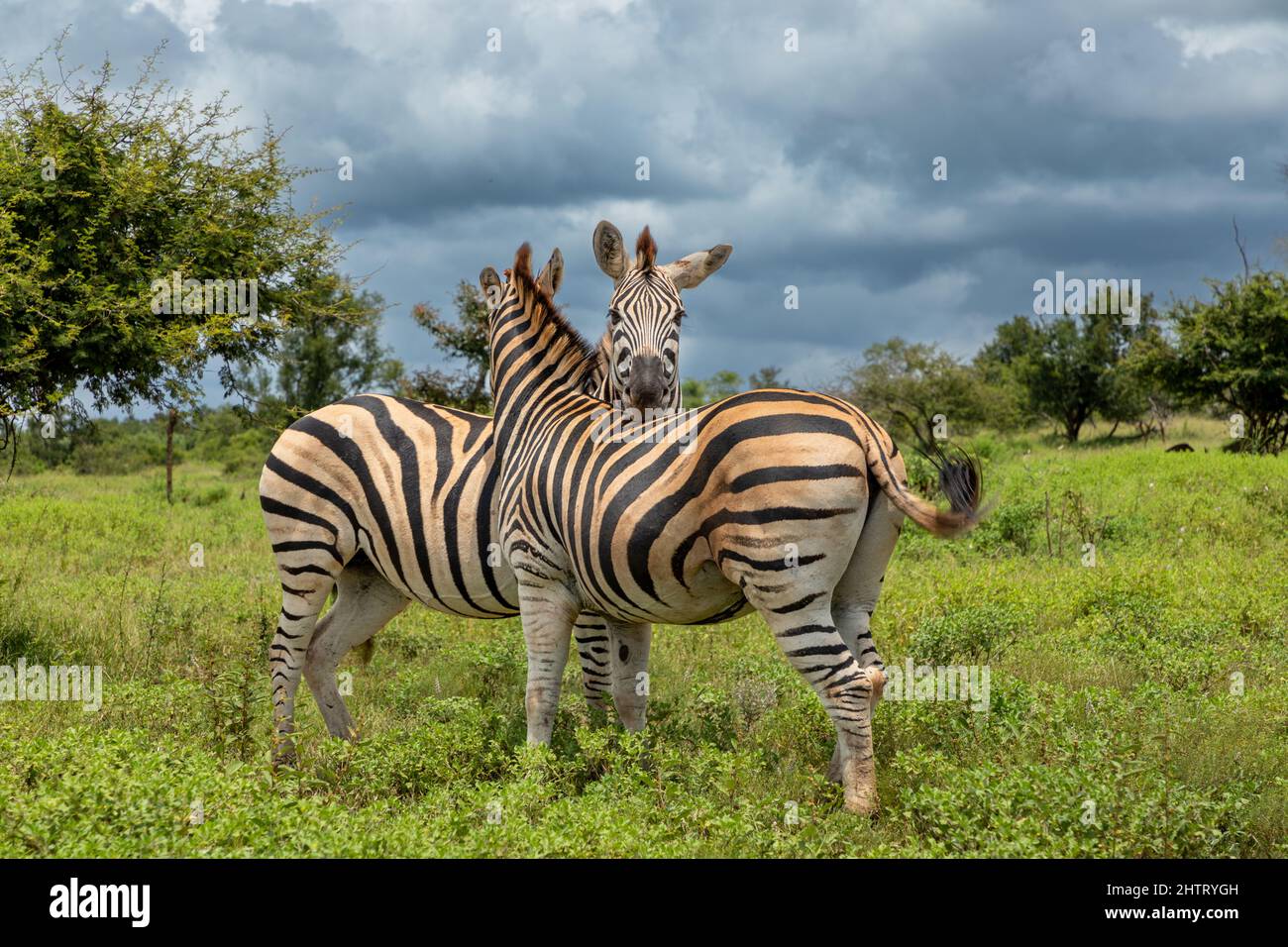 Two zebras embracing each other in the African bush Stock Photo