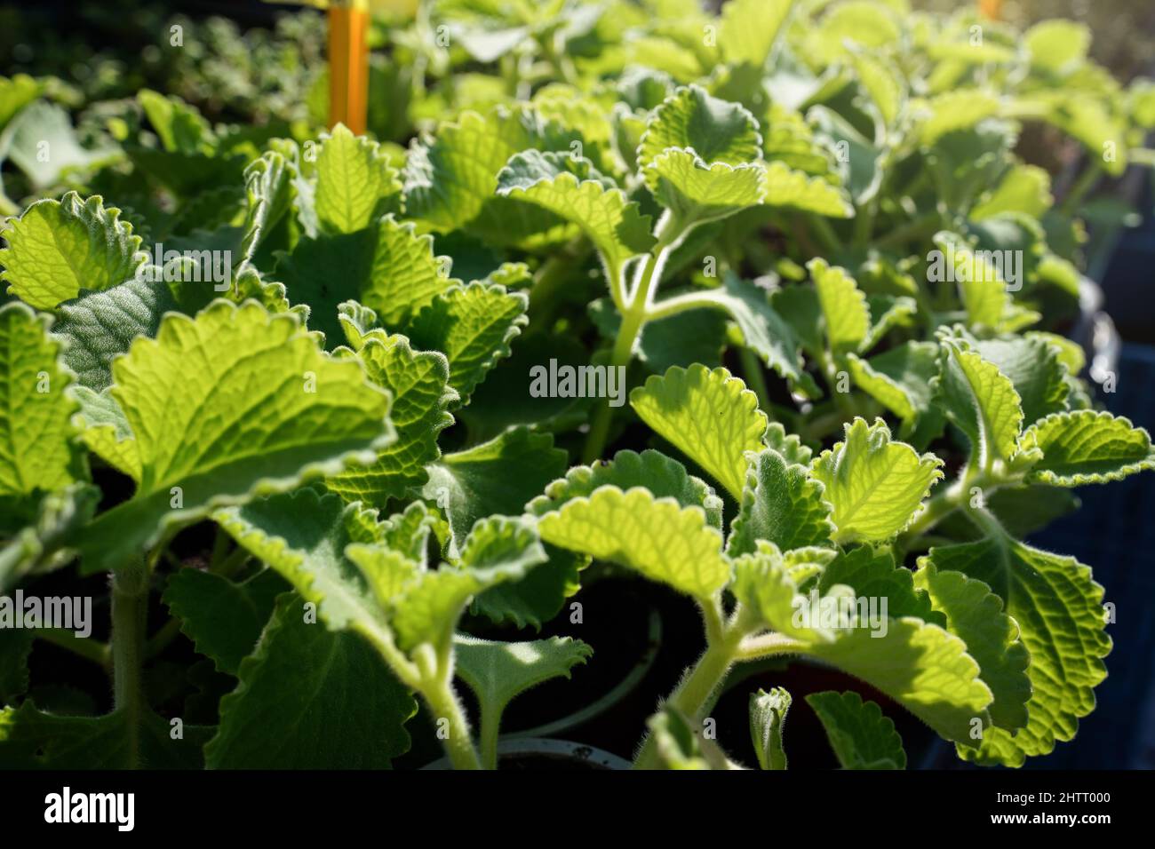 Sun shines on country borage indian mint - Coleus amboinicus - herbs displayed on street food market, closeup detail Stock Photo