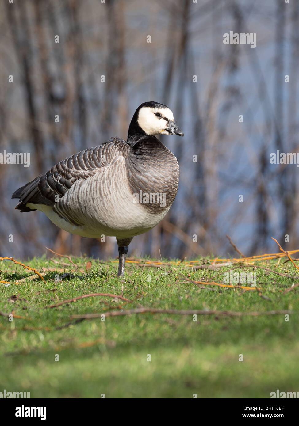 Barnacle goose stands at the side of the lake, JCB Lakes, Rocester, Staffordshire Stock Photo