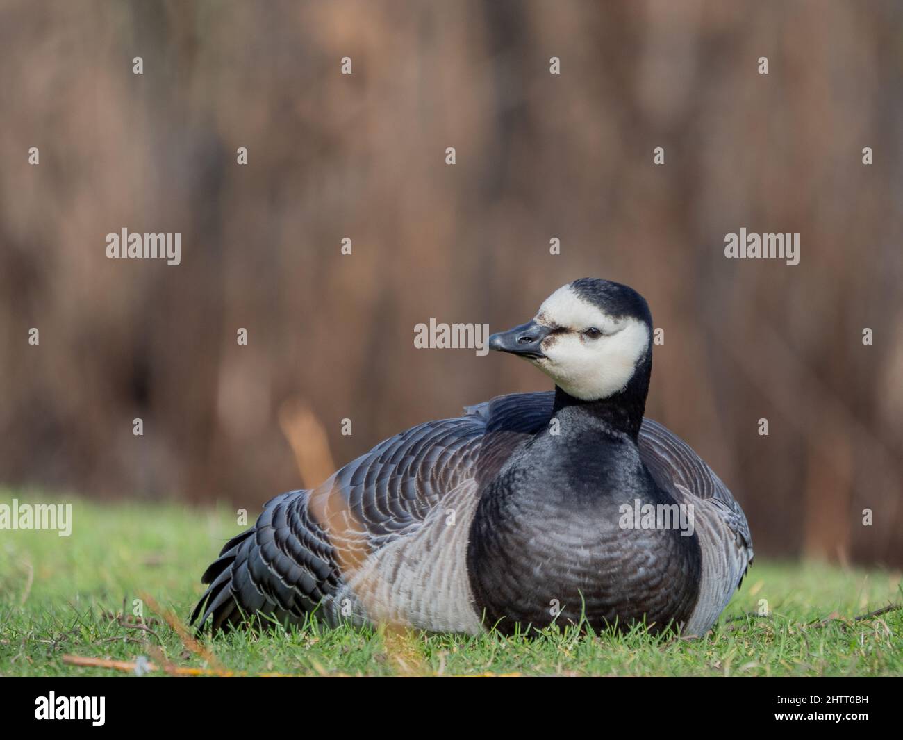 Barnacle goose lying down in the grass Stock Photo