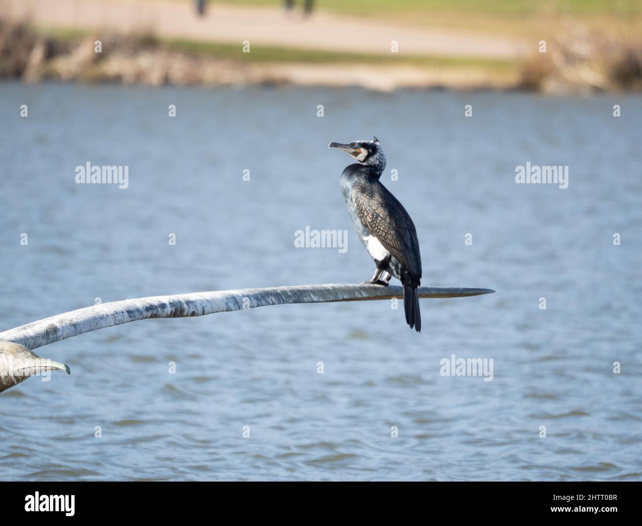 Cormorant in breeding plumage looking out over lake, JCB Lakes, Rocester, Staffordshire Stock Photo