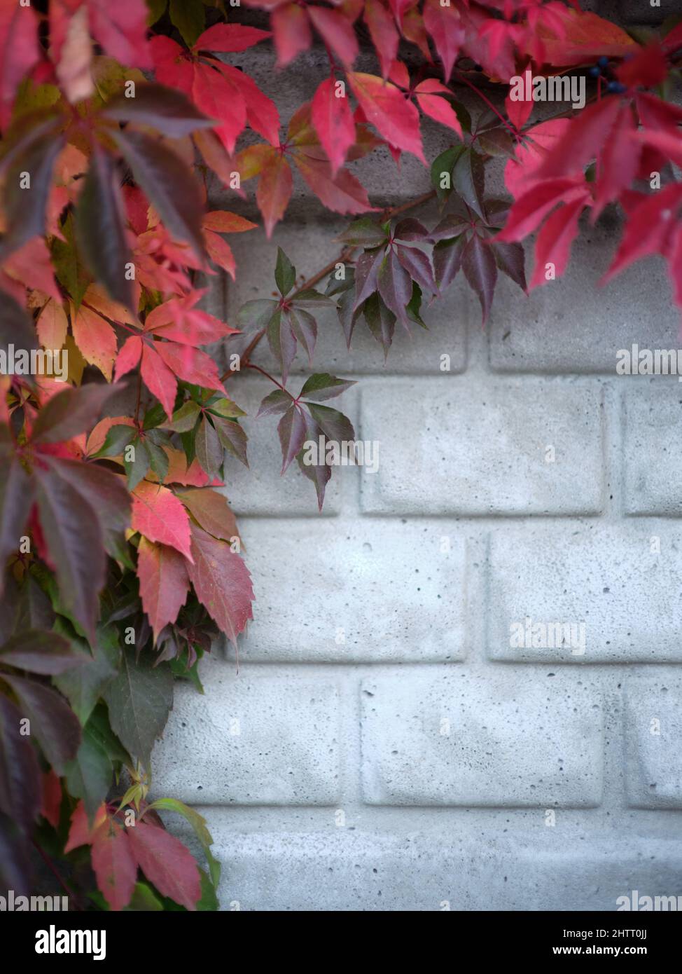 Vertical photo of leaves hanging from a climbing plant on a wall Stock Photo