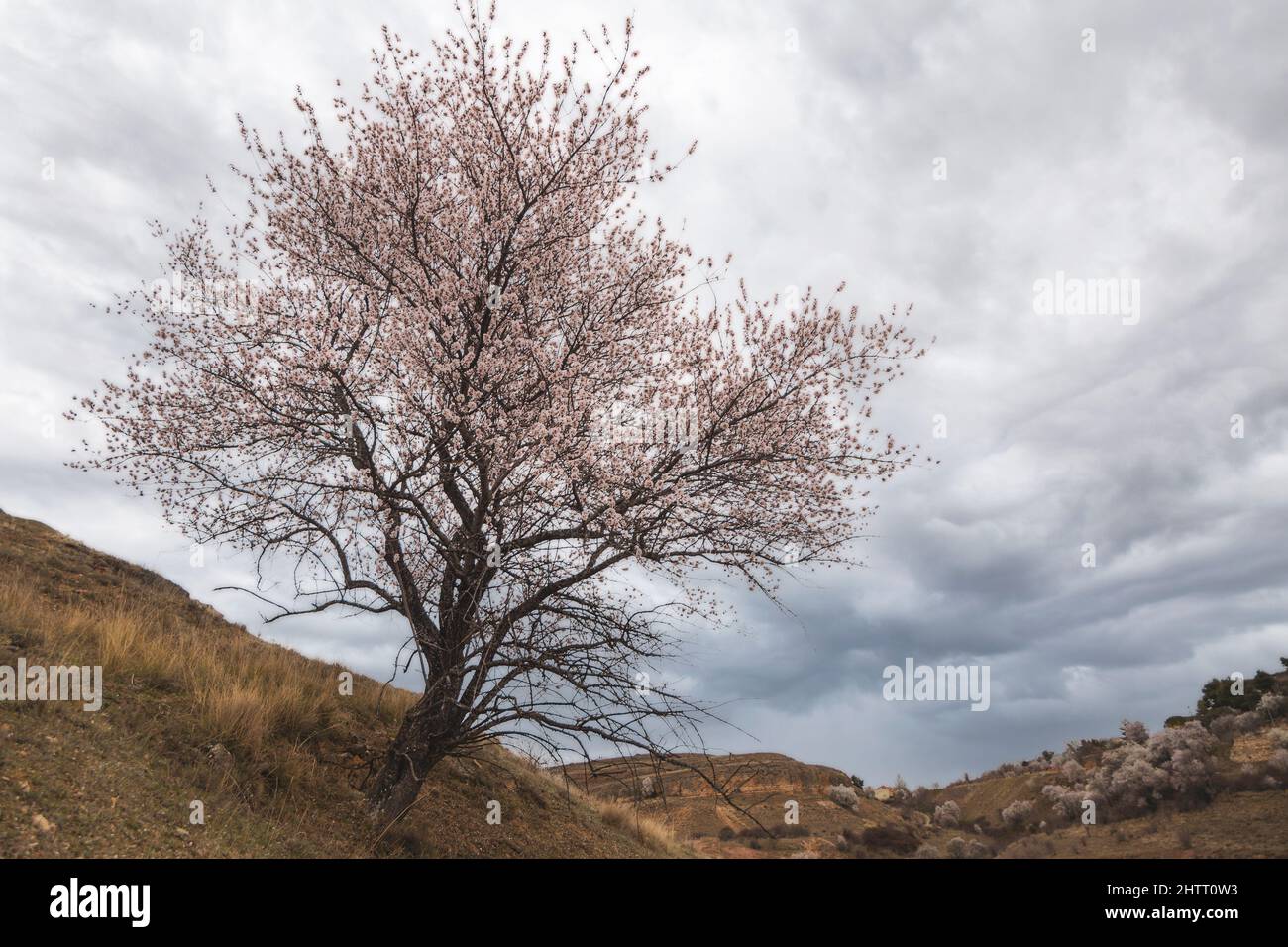 Solitary almond tree in bloom, isolated tree. beginning of spring Stock Photo