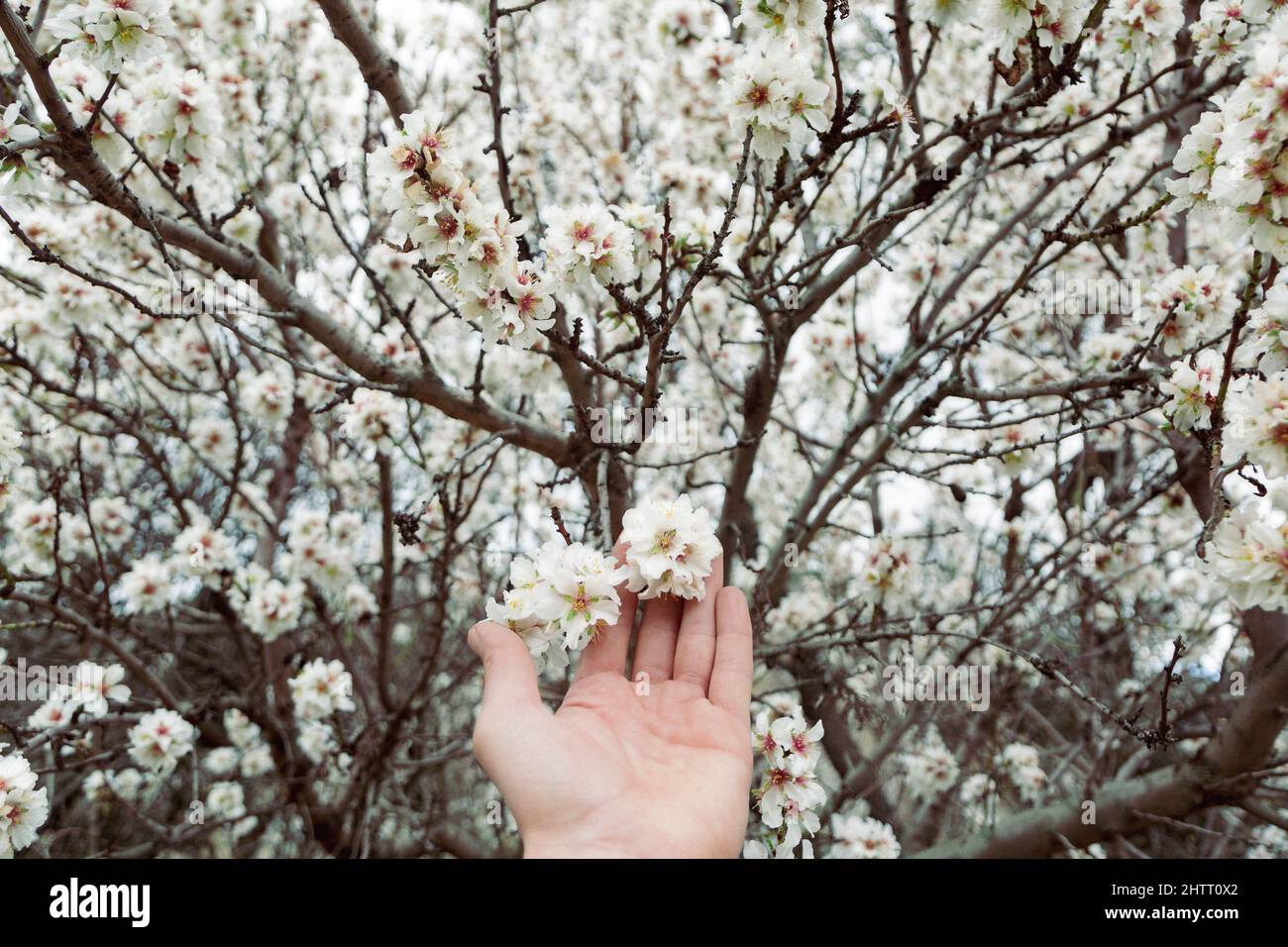sensitive man's hand with flowers between fingers. Tender and delicate image with almond blossoms Stock Photo