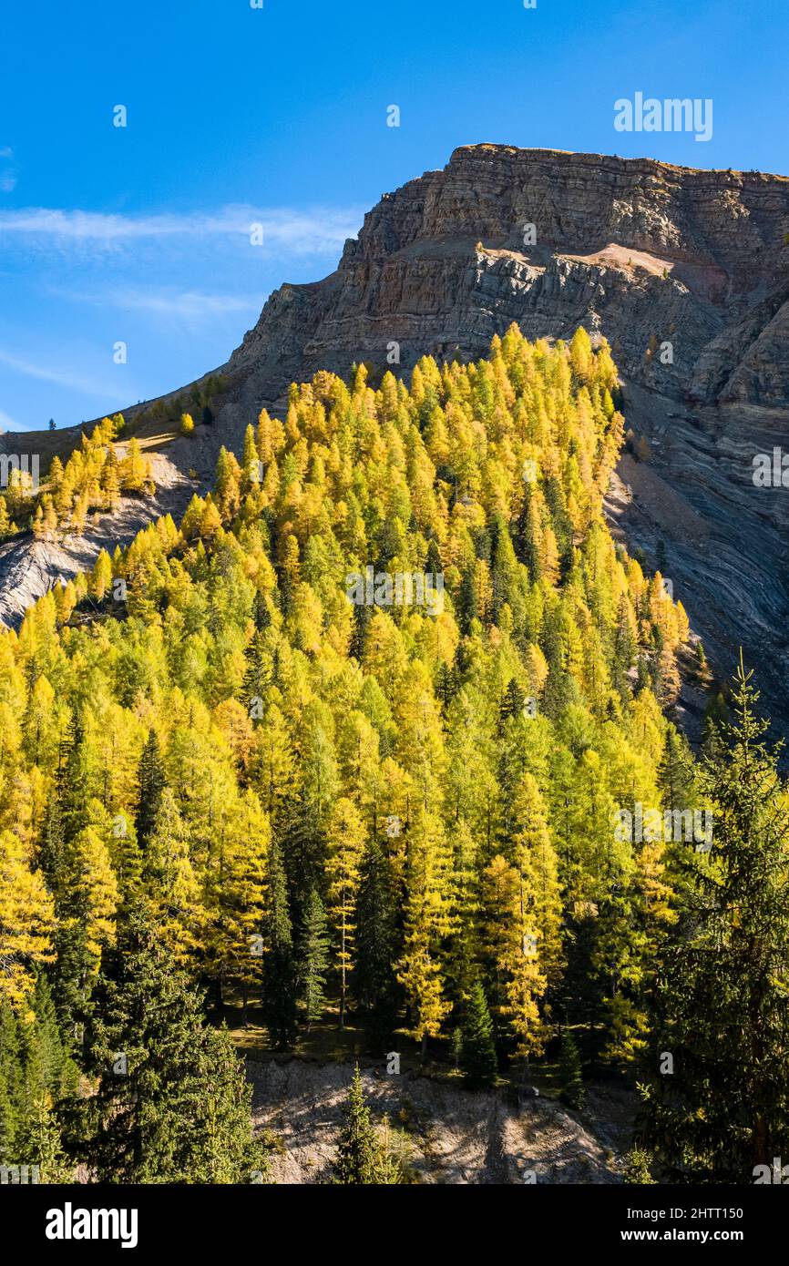 Colorful larches and pine trees around Passo Valles in autumn, the ...