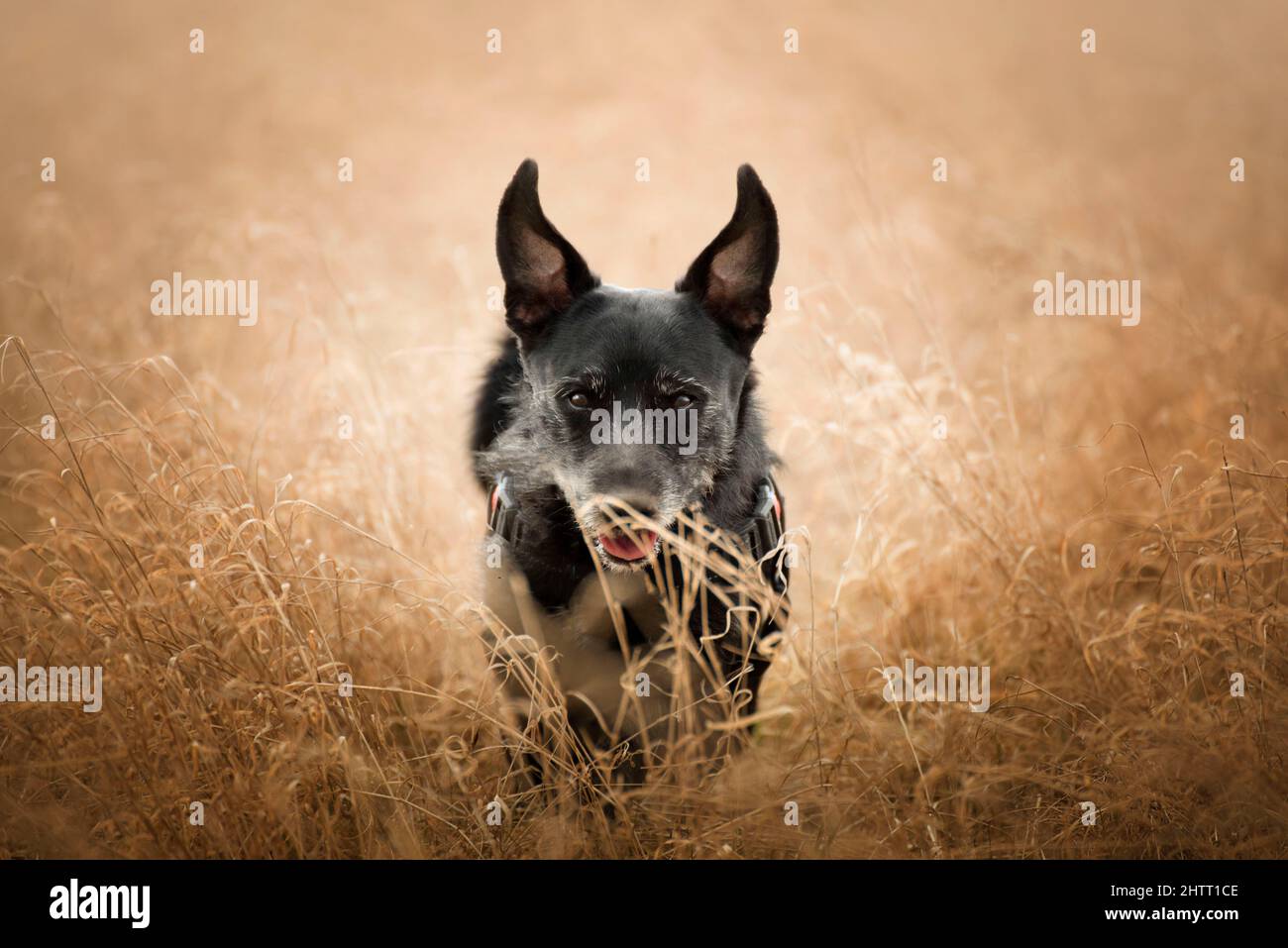 A dog is mans best friend hi-res stock photography and images - Alamy