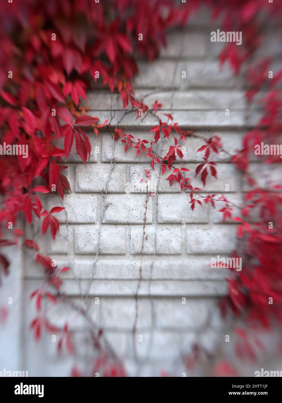 Photo with zoom optical effect of a wall with a climbing plant with red leaves Stock Photo