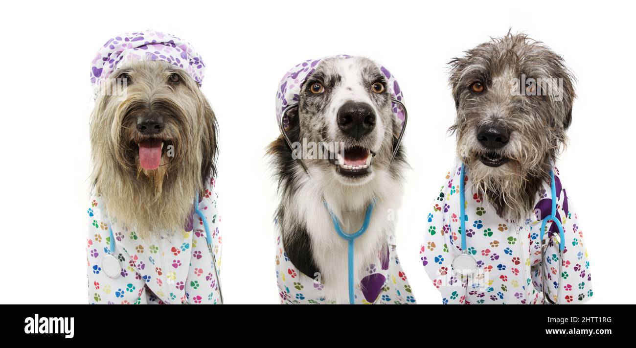 Banner carnival. three dogs dressed as veterinarian wearing stethoscope