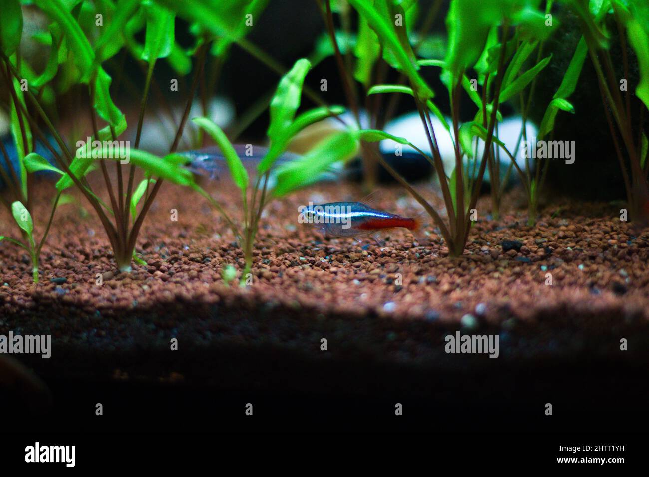 Closeup of a Neon tetra fish between Cryptocoryne willisii plants with rocky ground Stock Photo