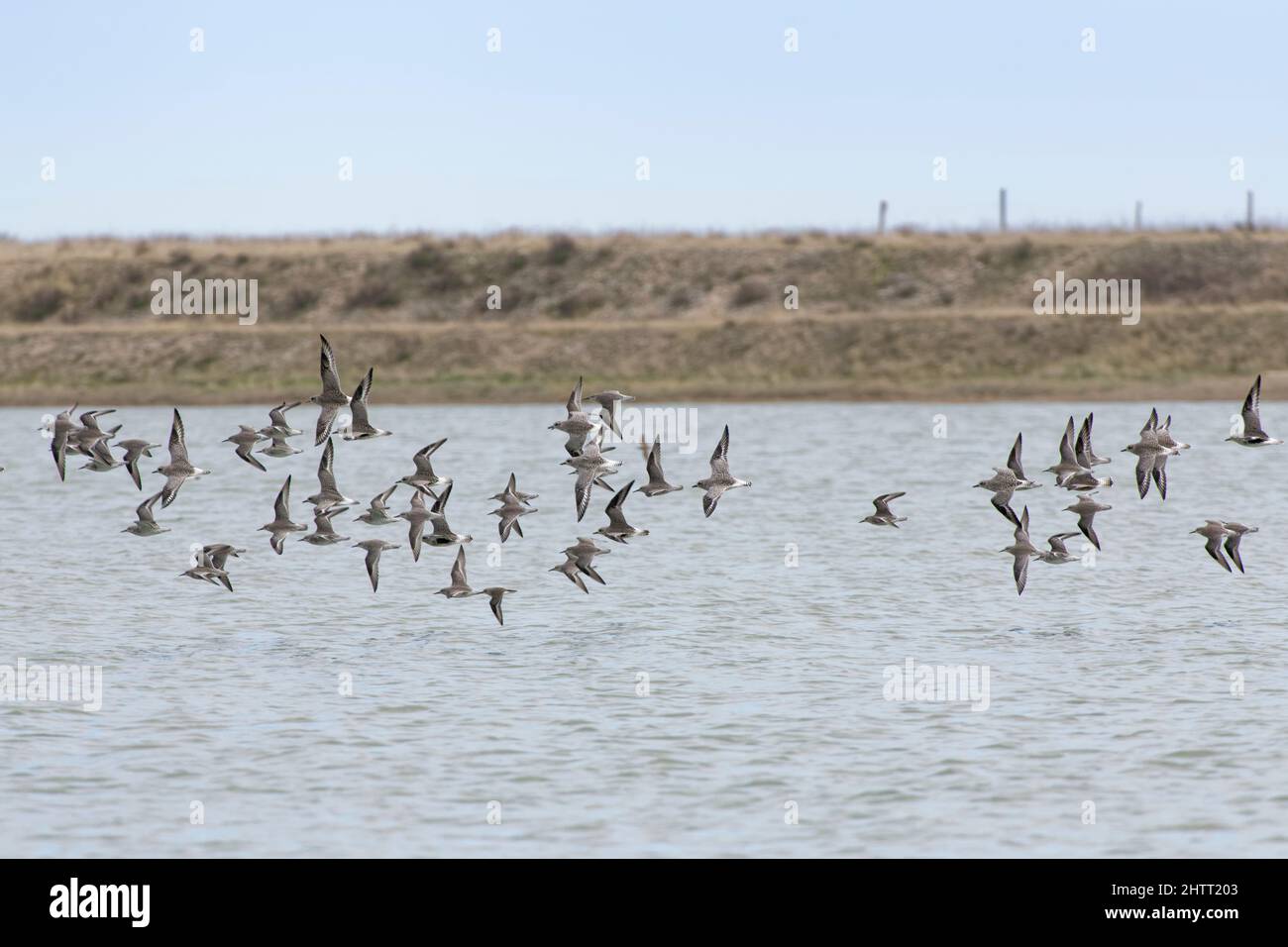 Grey Plover, and Red knot flock flying to a high tide roost over flooded marshland, RSPB Pagham Harbour, West Sussex, UK, February. Stock Photo